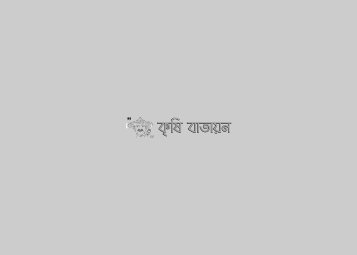 চুইঝাল কৃষির নতুন সেনসেশন